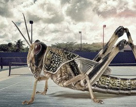 Alexis PersaniĳFxzӰ